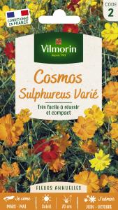 Cosmos Sulphureus Varié